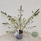 Buddleja Free Petite Snow White 25-30 cm 2,5L