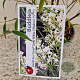 Buddleja Free Petite Snow White 25-30 cm 2,5L