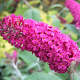 Buddleja 'Miss Ruby' GM 3,0L leverbaar