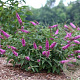 Buddleja 'Pink Micro Chip' GM 3,0L leverbaar