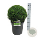 Buxus sempervirens 40 cm 12L bol