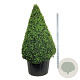 Buxus sempervirens 175-200 cm cont. 285L piramide