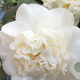 Camellia j. 'Snowball' 125-150 cm cont. 90L meerstammig