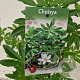 Choisya Green Fingers 35-40 cm 2,5L