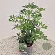 Choisya Green Fingers 35-40 cm 2,5L