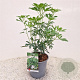 Choisya Green Fingers 35-40 cm 2,5L