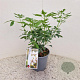Choisya ternata 20-25 cm 2,5L