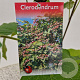 Clerodendrum trichotomum 50-60 cm 5,0L
