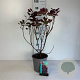 Cotinus cog. 'Royal Purple' 50-60 cm 6,5L