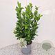 Euonymus japonicus 45-50 cm 2,5L met stok