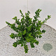 Euonymus jap. 'Green Spire' 35-40 cm 2,5L