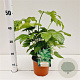 Fatsia japonica 25-30 cm 2,0L