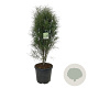 Frangula alnus Fine Line 125-150 cm 30L extra
