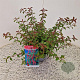 Fuchsia 'Riccartonii' 30-35 cm 2,5L