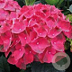 Hydrangea m. 'Hörnli' GM 3,0L leverbaar