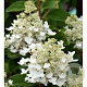 Hydrangea pan. Baby Lace GM 3,0L leverbaar
