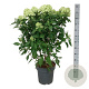 Hydrangea pan. Graffiti 60-80 cm 15L
