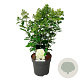 Hydrangea pan. Skyfall 60-80 cm 15L