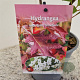 Hydrangea querc. 'Snowflake' 30-40 cm 2,5L