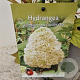 Hydrangea querc. Tara 30-40 cm 2,5L