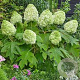 Hydrangea querc. Tara 40-50 cm 5,0L