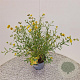Hypericum kalmianum 'Gemo' 30-40 cm 2,5L