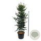 Ilex aquipernyi Dragon Lady 225-250 cm cont. 90L extra