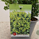 Ilex crenata 'Stokes' 25-30 cm 2,5L