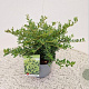 Ilex crenata 'Stokes' 25-30 cm 2,5L