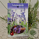 Lavandula ang. 'Munstead' 20-25 cm C1.5