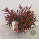 Leucothoe keiskei Burning Love 30-35 cm 2,5L