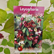 Leycesteria formosa 40-50 cm 3,0L