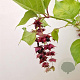 Leycesteria formosa 40-50 cm 3,0L