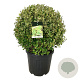 Ligustrum oval. 'Aureum' 70-80 cm 50L bol extra