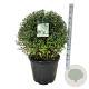 Ligustrum vulg. 'Atrovirens' 70-80 cm 50L bol extra