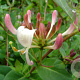 Lonicera jap. 'Red World' 60-65 cm rozenpot 2L