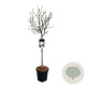 Magnolia stellata 80 cm stam 15L