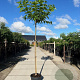 Morus alba 'Fruitless' 12-14 HO 45L 225 cm stam