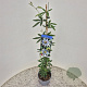 Passiflora caerulea 70-75 cm 2,5L