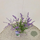 Perovskia atripl. 'Little Spire' 40-45 cm 2,5L