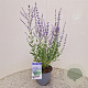 Perovskia atripl. 'Little Spire' 40-45 cm 2,5L