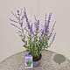 Perovskia atripl. 'Little Spire' 40-45 cm 2,5L