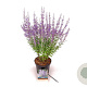 Perovskia atripl. 'Prime Time' 30-40 cm 3,0L