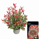 Photinia fraseri Carré Rouge 60-80 cm 10L