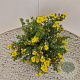 Potentilla f. 'Kobold' 25-30 cm 2,5L