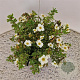 Potentilla f. 'Tilford Cream' 25-30 cm 2,5L