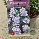 Prostanthera cuneata 20-25 cm C1.5