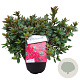 Rhododendron (AJ) 'Arabesk' 25-30 cm 4,0L