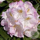 Rhododendron 'Brigitte' 60-70 cm 20L