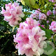 Rhododendron (AJ) 'Excelsior' 70-80 cm 40L